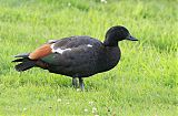 Paradise Shelduck